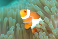 Les poissons-clowns adaptent leur métamorphose aux anémones qui les entourent