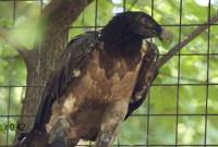 Ce vautour doté d'une prothèse est le « premier oiseau bionique »