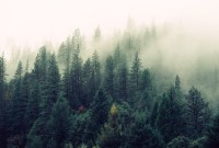 Climat : planter des arbres en Europe permettra de lutter contre les sécheresses