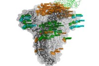 Quand saurons-nous si le variant Omicron est plus dangereux ?