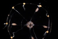 Les méduses n’ont pas de cerveau : leurs neurones s’organisent comme dans un parapluie