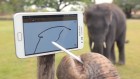 Des éléphants qui adorent le Samsung Galaxy Note