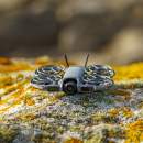 DJI Neo 2 : ce nouveau petit drone 4K baisse déjà son prix dans ce pack avec radiocommande et batteries supplémentaires