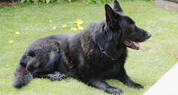 Patmol Harry Potter N A Plus De Famille