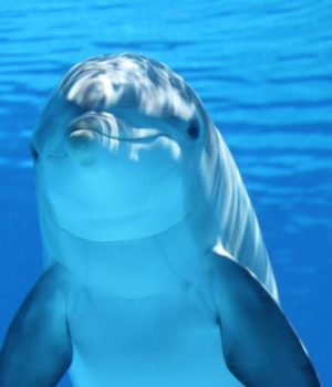 Les dauphins sont bien moins mignons qu'ils en ont l'air