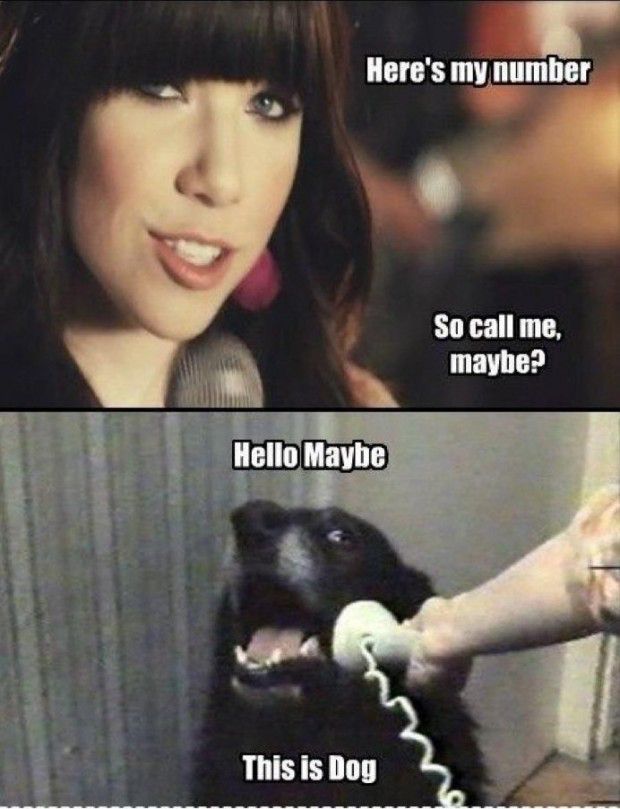 callmemaybedog ALO UI CER CHIEN / Yes, this is dog – Mèmologie