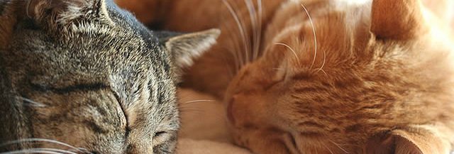 Famille D Accueil Pour Chats Temoignage Madmoizelle Com