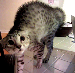 Des Gifs De Chats Pour La Journee Internationale Du Matou