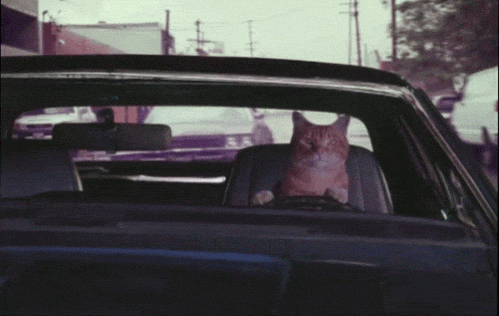 Des Gifs De Chats Pour La Journee Internationale Du Matou