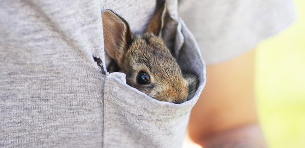 lapin-tumblr prix lapin toy