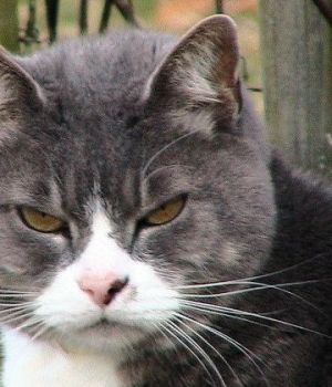 Tests De Personnalite Tests Marrants Tests De Connaissances Tests Absurdes