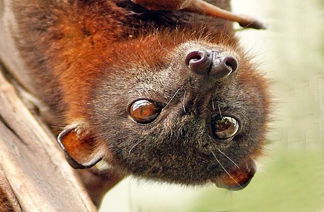 Le Renard Volant Des Philippines Cet Animal Demoniaque