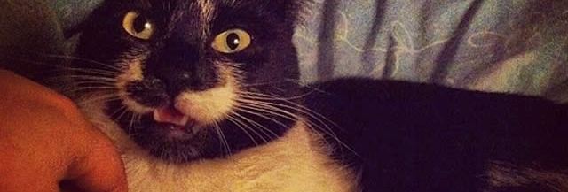 Langage Chat Comment Mieux Le Comprendre Madmoizelle Com Langage Chat Comment Mieux Le Comprendre Madmoizelle Com