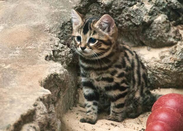 Trois Felins Qui Meritent D Avoir Autant De Succes Que Le Chat Madmoizelle