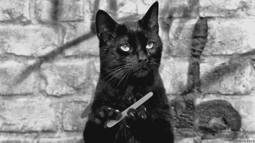La Journee Internationale Du Chat En Gifs Et En Images 4 Madmoizelle La Journee Internationale Du Chat En Gifs Et En Images 4 Madmoizelle