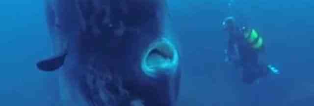 Un Poisson Lune Geant Decouvert En Mer Par Des Plongeurs