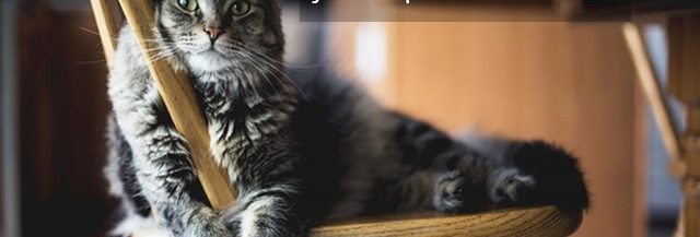 Chat En Appartement Quelle Litiere Choisir Pour Eviter Les Odeurs Chat En Appartement Quelle Litiere Choisir Pour Eviter Les Odeurs