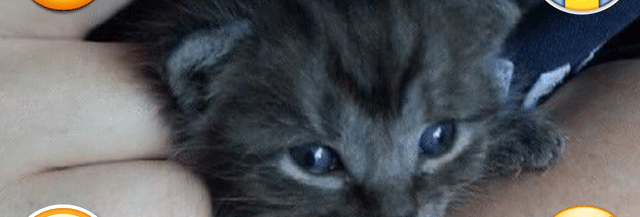 J Ai Sauve Un Chaton Non Sevre Temoignage Madmoizelle Com