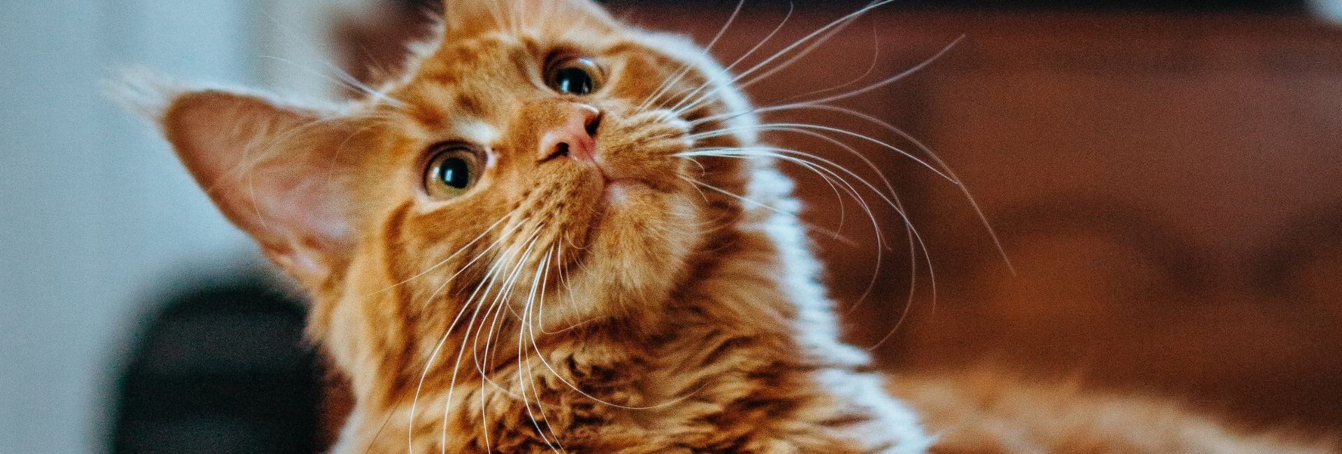 Chats Qui Fixent Le Vide Comme S Il Y Avait Un Fantome Explications