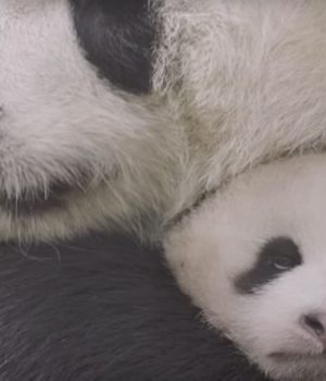 Panda Madmoizelle Panda Madmoizelle