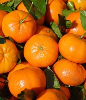 difference-clementine-mandarine