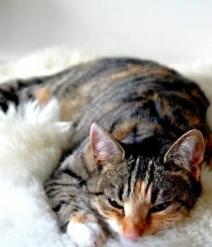 chat-qui-dort chat-qui-dort