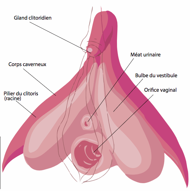 Schéma structurel du clitoris d’après les travaux du dr . Helen O’Connel (O’Connell HE, Hutson JM, Plenter RJ, Anderson CR. Anatomical relationship between urethra and clitoris. J Urol 1998 June; 159(6):1892-1897) / Domaine public