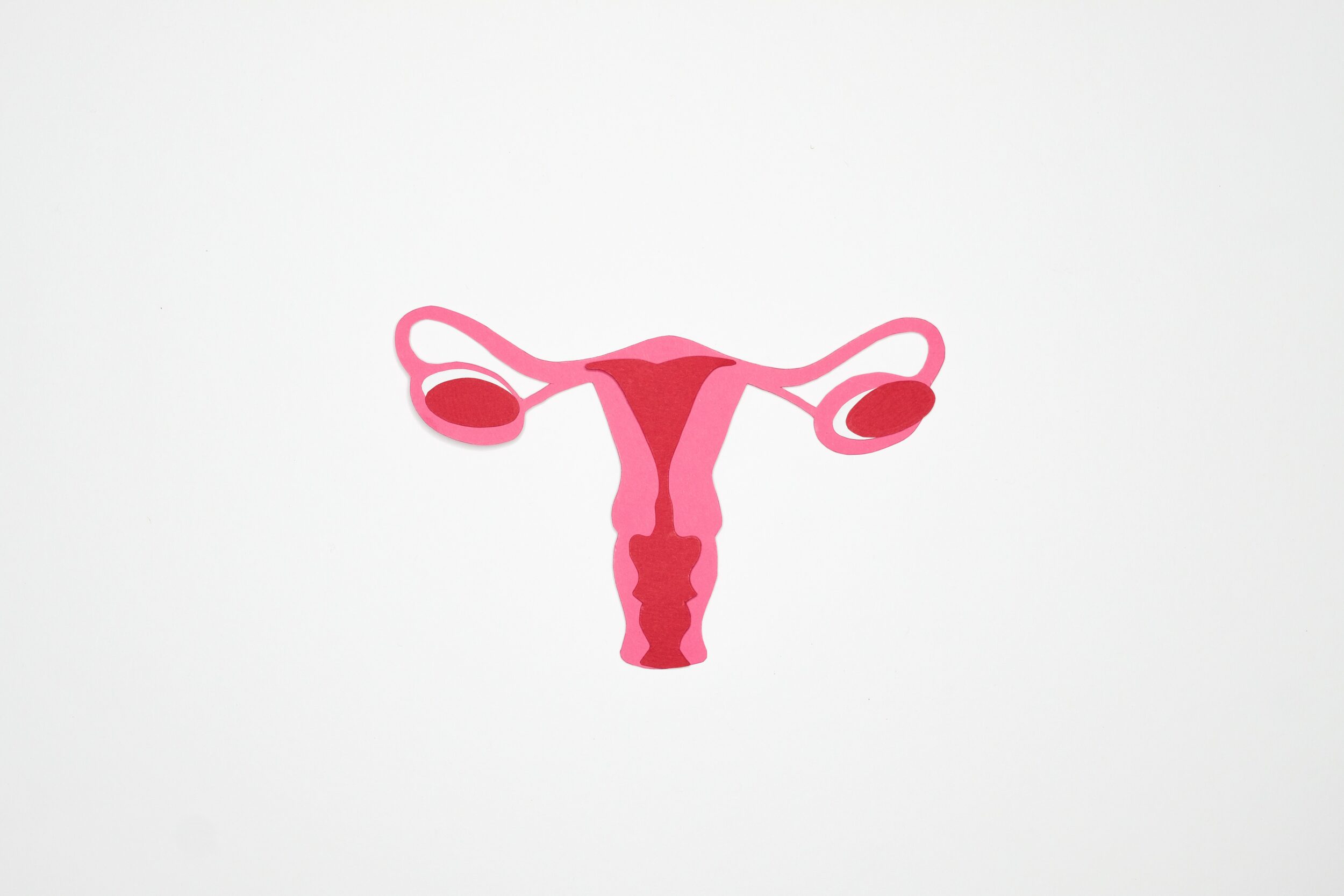 Utérus schématisé / Pexels, Nadezhda Moryak