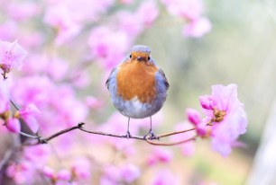 Équinoxe : pourquoi le printemps tombe-t-il le 20 mars cette année ?