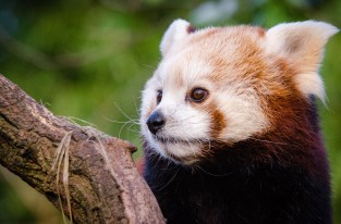 Marre des thèmes sombre et clair sur le web ? Firefox 81 lance un « thème violet »