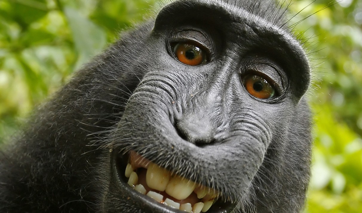 Droit D Auteur La Justice Relance L Affaire Du Singe Qui Se Prend En Photo