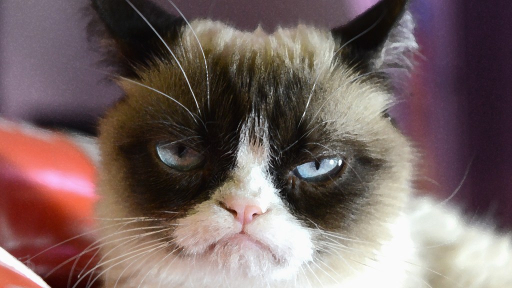 Petit Precis D Histoire Des Memes De Chats Sur Le Web Et Meme Avant Qu Il Existe Petit Precis D Histoire Des Memes De Chats Sur Le Web Et Meme Avant Qu Il Existe