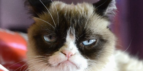 Petit Precis D Histoire Des Memes De Chats Sur Le Web Et Meme Avant Qu Il Existe