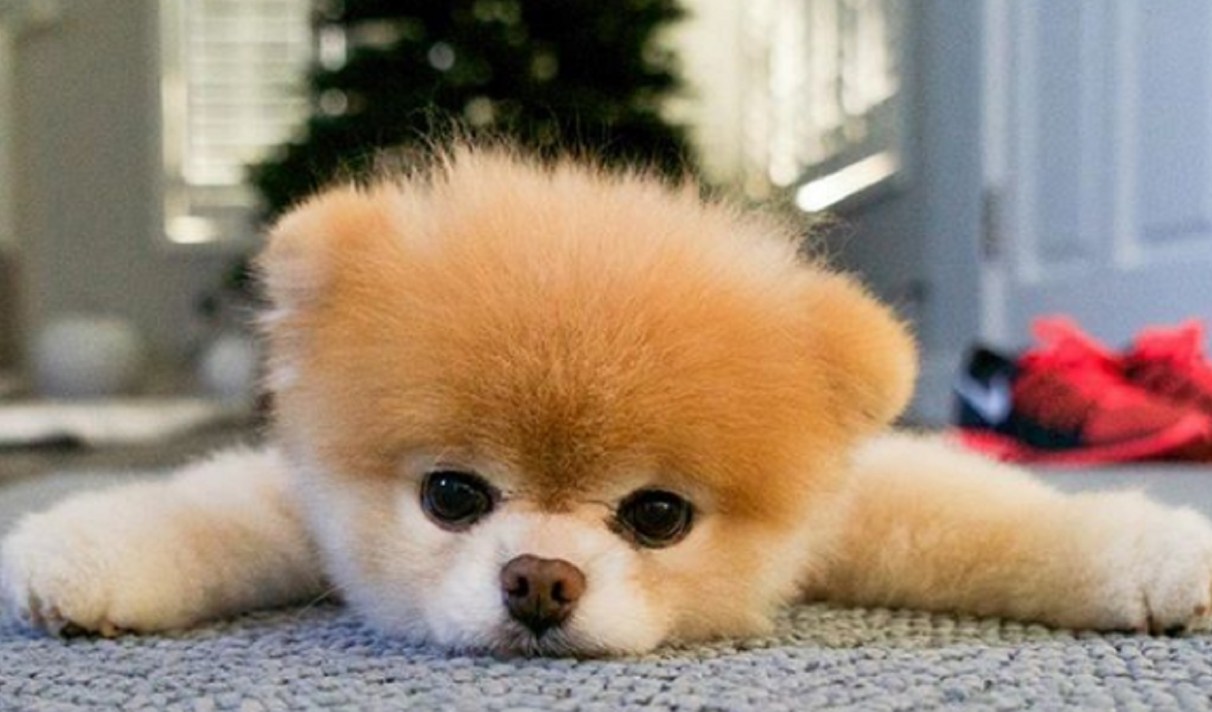 Boo Le Chien Le Plus Mignon D Internet Est Mort Boo Le Chien Le Plus Mignon D Internet Est Mort
