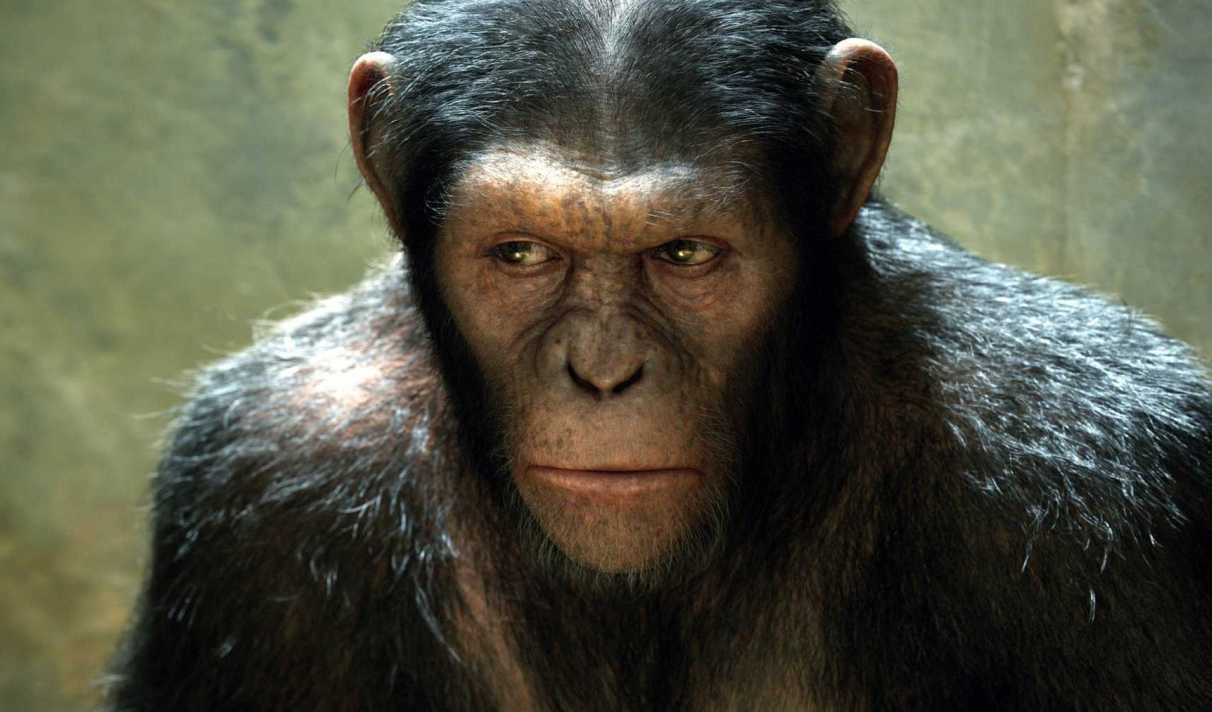 Des Singes Ont Battu Des Humains A Un Jeu En Etant Bien Plus Intelligents Et Flexibles