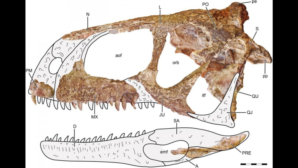 « Celui qui provoquait la peur » : ce dinosaure tout juste découvert avait une ouïe redoutable